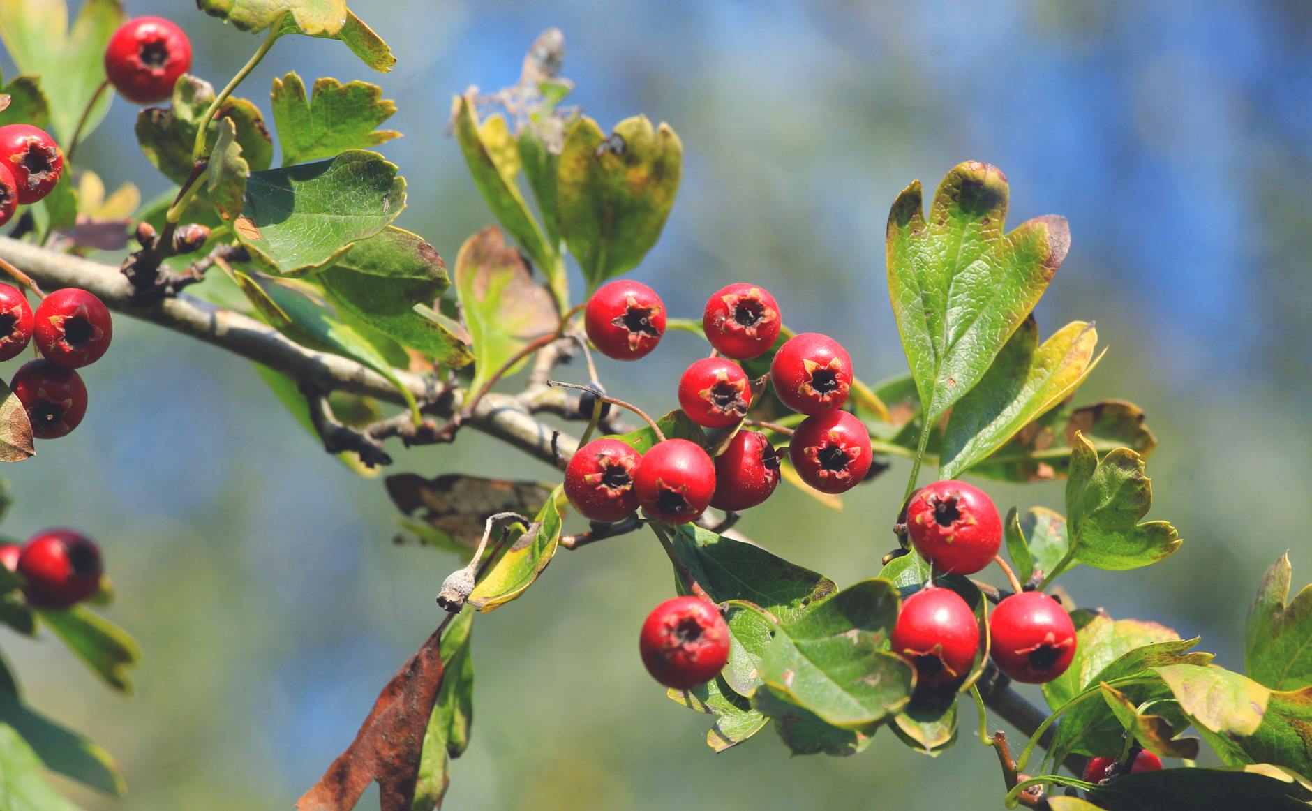 Close-up of ripe hawthorn berries on branch