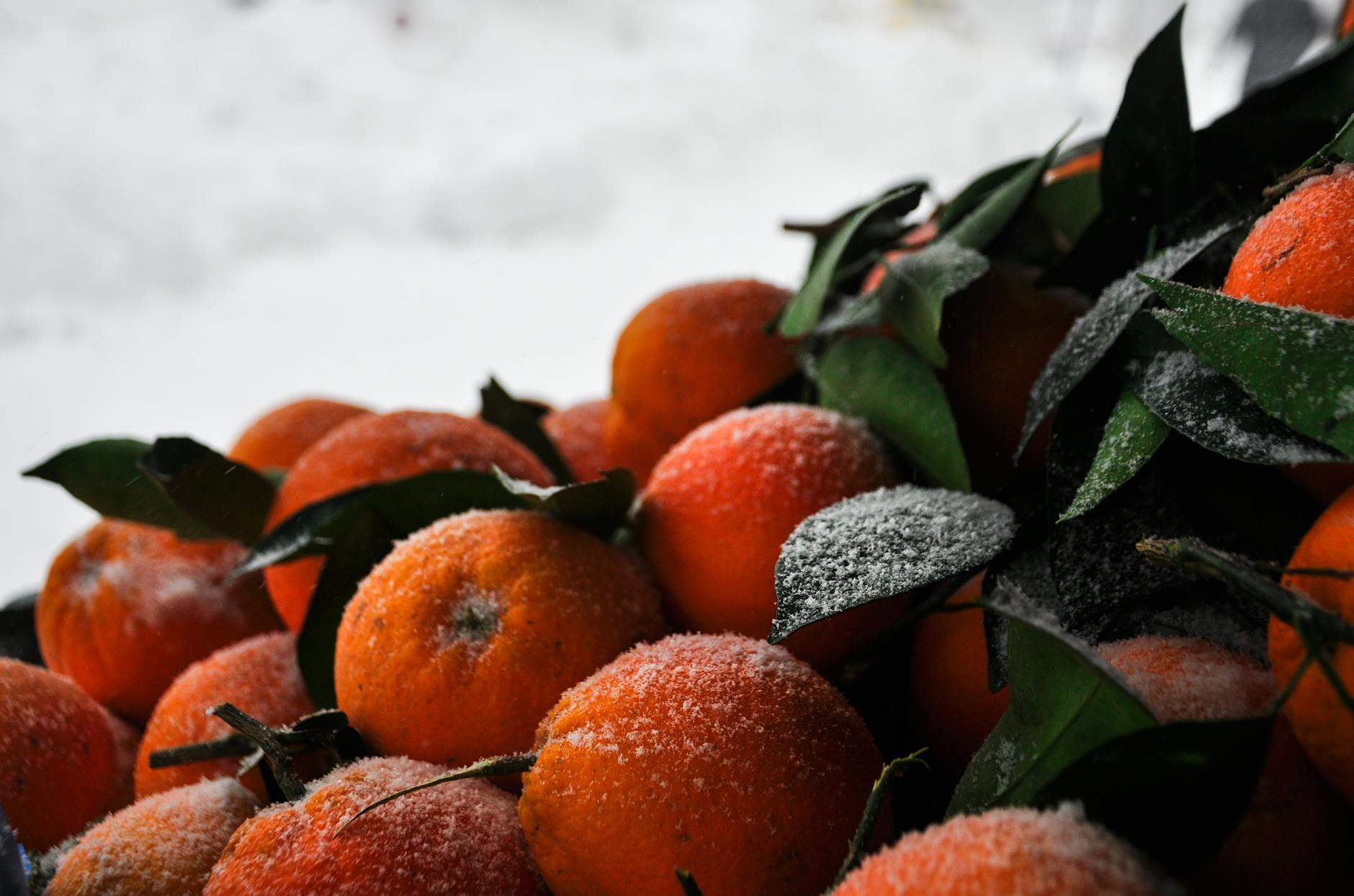 Free stock photo of abundance, agriculture, bounty