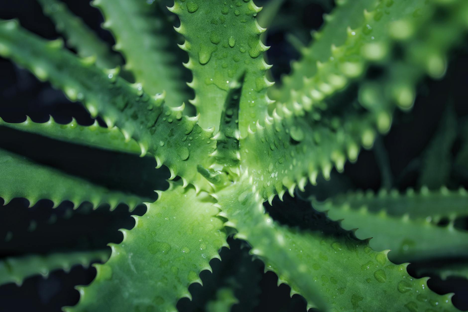 Top 10 Natural Remedies for Common Illnesses